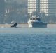 Thar she blows: A whale looks at a boat near Williamstown on Friday.