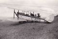 The Orroral Dingo photographed at Coolamine Station circa 1929.