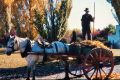 Tom Maloney collected leaves around Canberra with his horse and cart right up into the late 1960s.