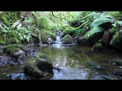 Relaxing Nature Sounds of a Forest-Natural Soothing Sound of a Waterfall & Bird Sounds-Relaxation