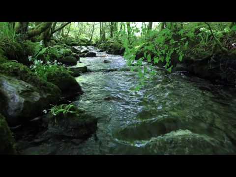 Relaxing Forest Sounds of Nature-Soothing Natural Sounds for Sleeping-Calm Relaxation & Meditation