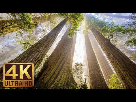 The Tallest Trees on Earth - 4K Nature Documentary Film | Redwood National and State Parks