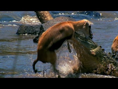 Nature Documentary of South Africa's Kruger National Park (Wildlife Documentary)