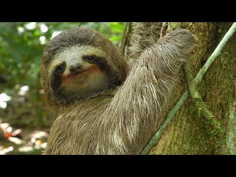 Three-toed Sloth: The Slowest Mammal On Earth | Nature on PBS