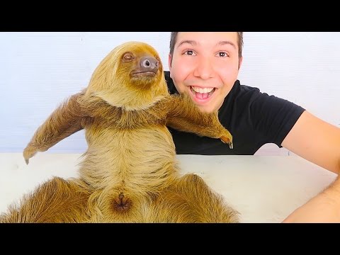 MY CUTE BABY SLOTH