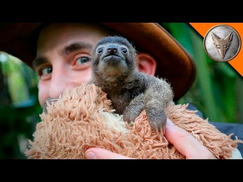 Cutest Baby Sloth EVER!