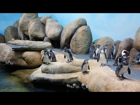 Live Penguin Cam (Colony View) | California Academy of Sciences