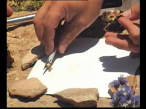 Roald Hoffman Extracting Dye from a Murex Trunculus