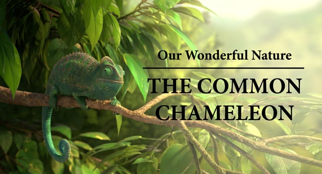 Our Wonderful Nature - The Common Chameleon