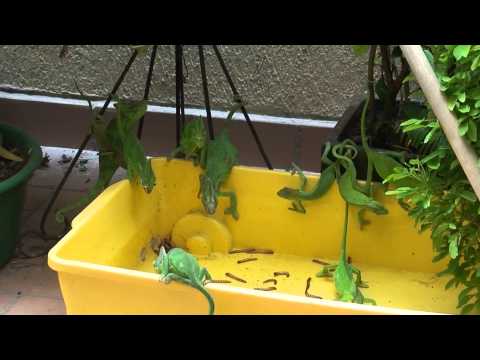 Chameleon feeding frenzy