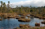 Natural landscape. A sphagnum peat bog forest on Denny Island in British Columbia's Great Rainforest. Possibly best left ...