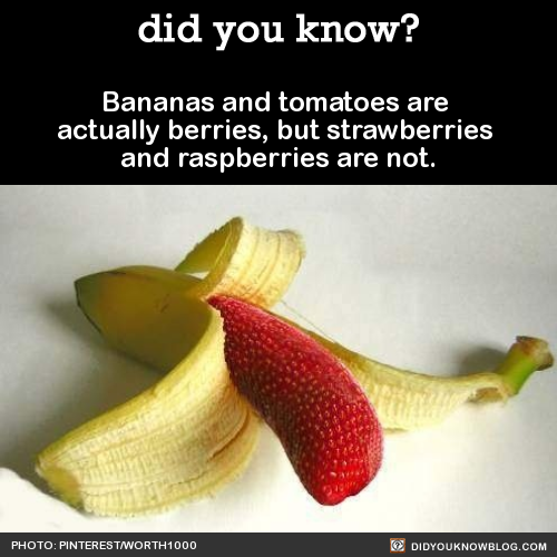 did-you-kno-bananas-and-tomatoes-are-actually