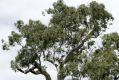  A red gum.