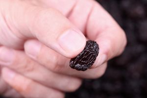 Can a humble raisin hold some answers to the way we eat? 