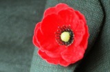 wmt981110.003.001.jpg PIC WAYNE TAYLOR POPPY for Remembrance Day