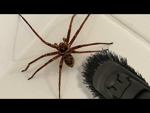 Big Spider Bathroom Daddy Screamer Arachnophobia Warning