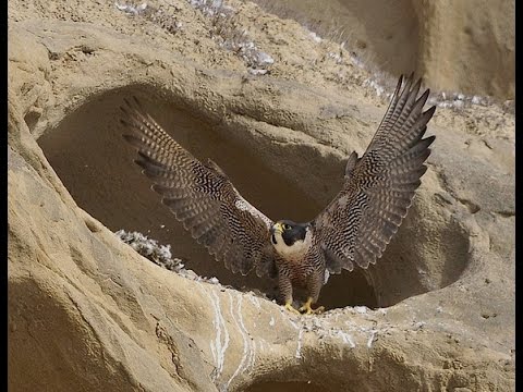 The Peregrine Falcon "a Living Missile" - الشاهين الصاروخ الحي