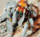 On Spinder, when students find an Australian Peacock Spider with traits they like and swipe to the right, those traits ...