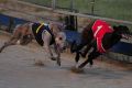 Greyhound racing is to be banned in the ACT.