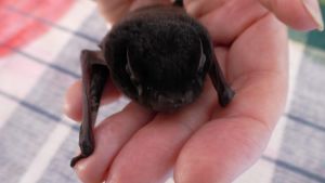 One of the microbats being looked after by wildcare volunteer Denise Morgan.