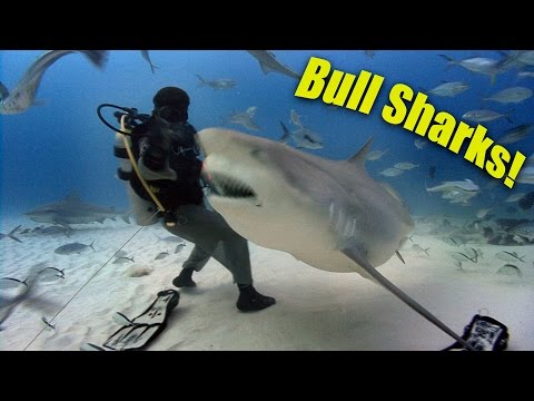 Bull Sharks! (HD) | JONATHAN BIRD'S BLUE WORLD