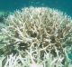 With 50 per cent of the Great Barrier Reef corals dying in the past two summers, time is running out to save the reef, ...