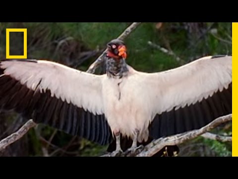 King Vultures | National Geographic