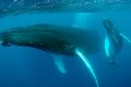 Whispering giants: A humpback mother and calf. 