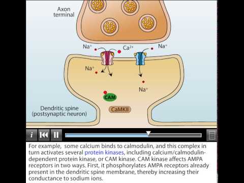 AMPA and NMDA Receptors