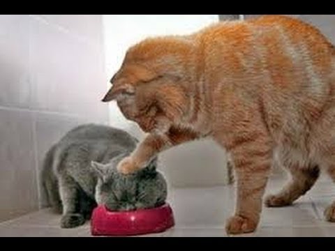 Animals Can Be Jerks - Best Funny Compilation!