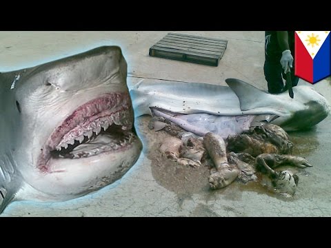 Shark eats man: Human remains pulled from tiger shark by Filipino fisherman