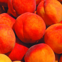 The pickin’s ripe for local fruits, including peaches, cherries and blackberries, at area orchards.