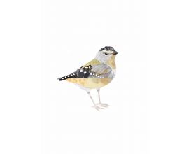 Spotted Pardalote