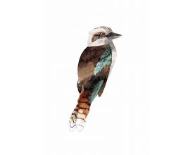 Kookaburra