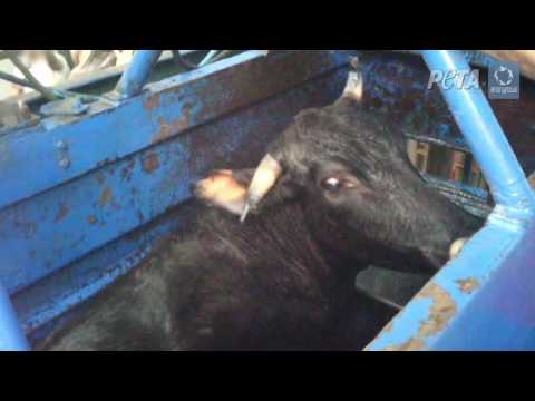 Horrific Cruelty Filmed in Kosher Slaughterhouses