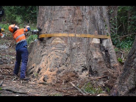 80m Tree Removal