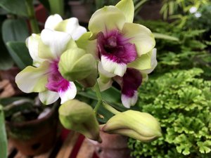 Orchid flowers with buds yet to blossom