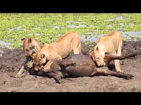 Lion kill in Selous Game Reserve 11.9.2010