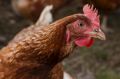 These chooks certainly have the life sharing a hectare paddock with just 184 feathered friends.