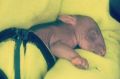 An orphan joey wombat saved from the belly of its dead mother.