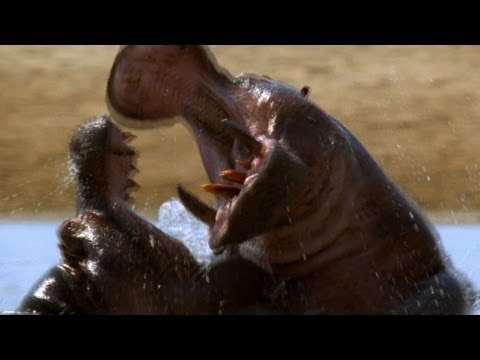 Hippo vs. Hippo | World's Deadliest