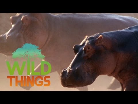 The Dark Side Of Hippos [Full Documentary] | Wild Things