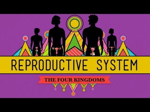 The Reproductive System: How Gonads Go - CrashCourse Biology #34