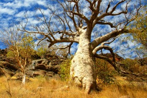 The Kimberley has a rich Indigenous history, including some of the oldest rock art in the world.