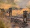 Three young male lions in Kruger National Park.