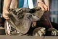 Martha, a three-year-old Neapolitan mastiff, won the World's Ugliest Dog Contest on Friday.