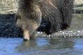 A mother grizzly and her cubs at a stream in Yellowstone National Park (National Park Service) -- EDITORIAL USE ONLY -- .