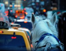 Peatones entran en pánico cuando caballo se desboca en el tráfico de NY