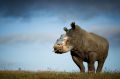 A female rhino was lucky to survive a poaching attack thanks to intervention by specialist medical staff in South ...