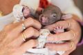 Wombat carer Lindy Butcher at home with three wombats The youngest wombat she is caring for, Mallee